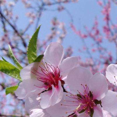 泰拉瑞亚-1.3国服